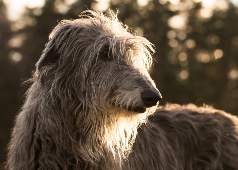 #10. Scottish deerhound